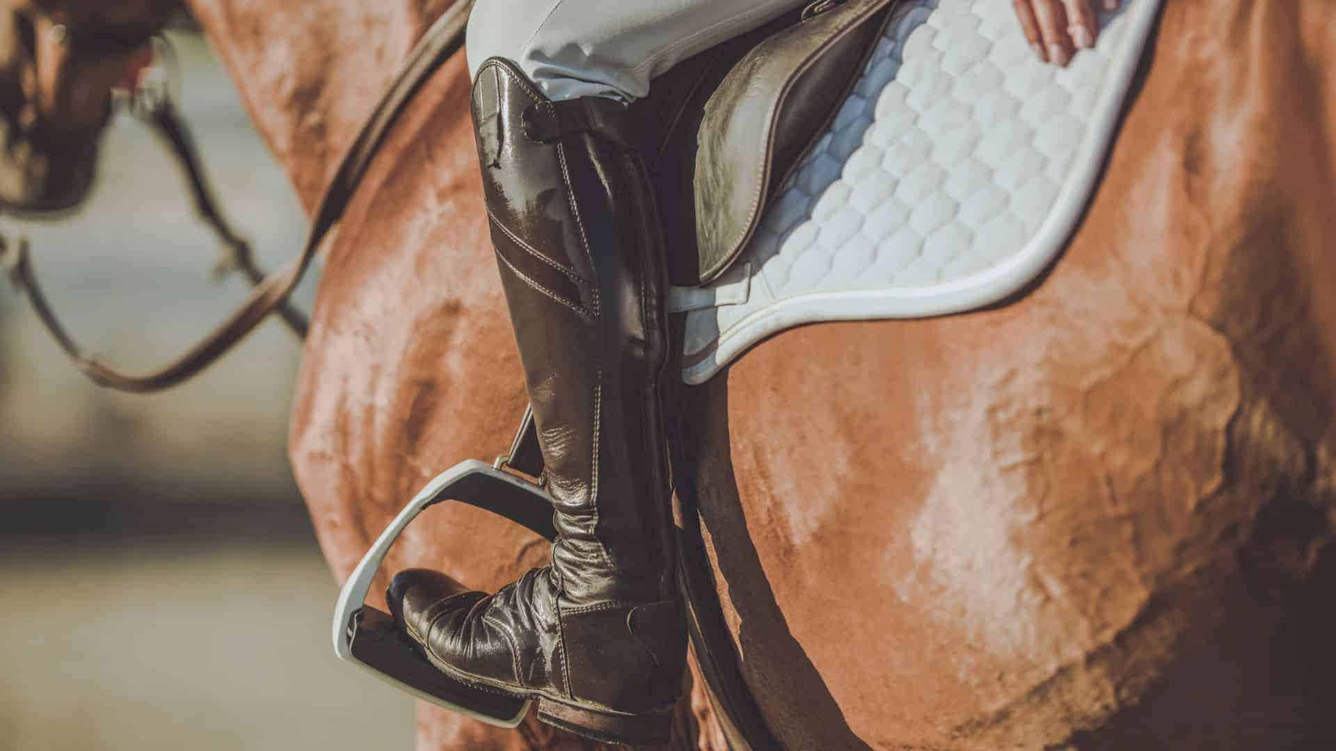 Equipement de luxe chevaux